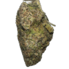 galactic runtz strain