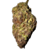 hawaiian rain strain