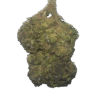 obama runtz strain