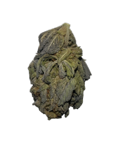 pink guava strain