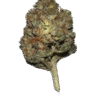 stardawg strain
