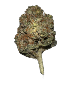 stardawg strain